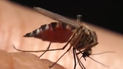 Sobe para 154 o número de mortes por dengue no estado de São Paulo 